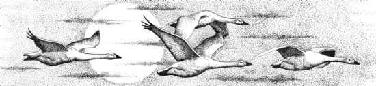 Bewick's Swans pen and ink